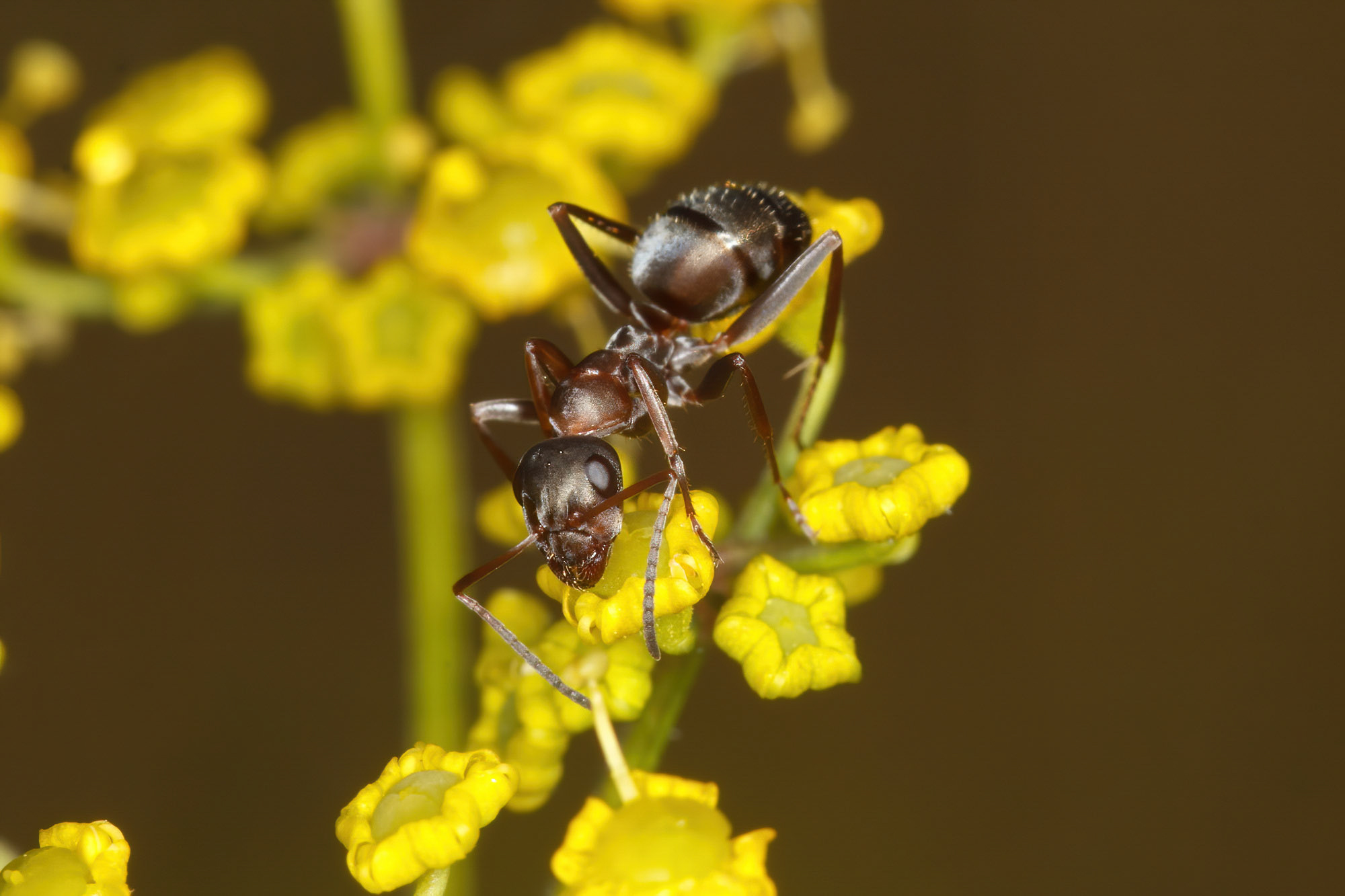 Formica cunicularia